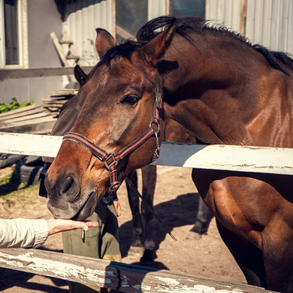 horse-paddock-horse-farm-closeup.webp