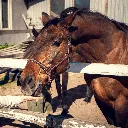 horse-paddock-horse-farm-closeup.webp
