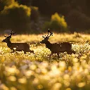 two-deer-are-field-flowers.webp